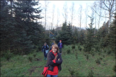 Weihnachtsbaum selber sägen im Tiefenbachtal in Nürtingen