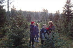 Weihnachtsbaum selber sägen im Tiefenbachtal in Nürtingen