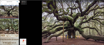 Angel Oak Tree in South Carolina Charleston