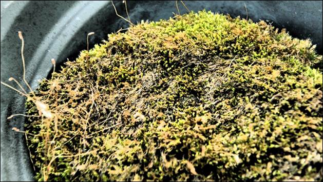 Dachbegrünung : Welche Pflanzen überleben eigentlich die Witterung