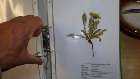MPG : Wie muss ein Herbarium aussehen