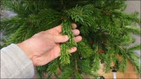 Weihnachtsbaum ganz ohne Nadelverlust