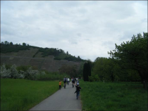 Maiwanderung 2010  Zu den Felsengärten bei Hessigheim
