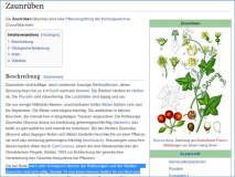 Was ist das: Kletterpflanze mit weißen Blüten = Zaunrübe, Beeren giftig