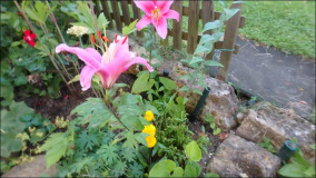 Blumen im Garten 2016 Sommer-Juni: Oleander Schmucklilie Lilie