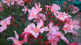 Blumen im Garten 2016 Sommer-Juni: Oleander Schmucklilie Lilie