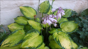 Gartenpflanzen im Sommer 2016: Clematis Sonnenhut Hosta Hortensie