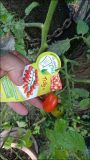 Garten Memo: Tomate Trilly F1