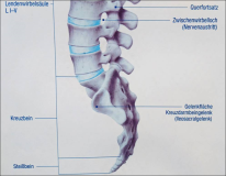 Darstellung Aufbau Hand und Skelett beim Orthopäde
