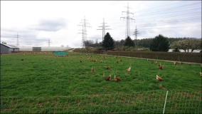 Freilaufende Hühner in Stuttgart Deizisau