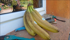 Warum sind die Bananen so braun: Sonnenbrand oder Frost