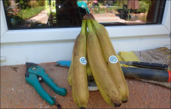 Warum sind die Bananen so braun: Sonnenbrand oder Frost
