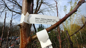 Apfelbäume bei der Gärtnerei Liehr 2020