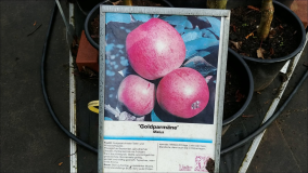 Apfelbäume bei der Gärtnerei Liehr 2020