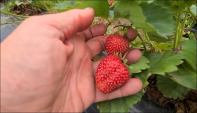Wo kann man in Stuttgart Umgebung Erdbeeren selber pflücken ?