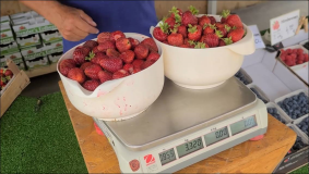 Wo kann man in Stuttgart Umgebung Erdbeeren selber pflücken ?
